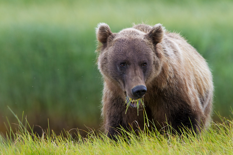 Grizzly Bear Eating Sedges